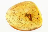 Detailed Fossil Gnat and Oak Stellate Hair Clusters in Baltic Amber #367524-1